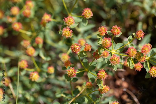 Flowers of Euphorbia fragifera