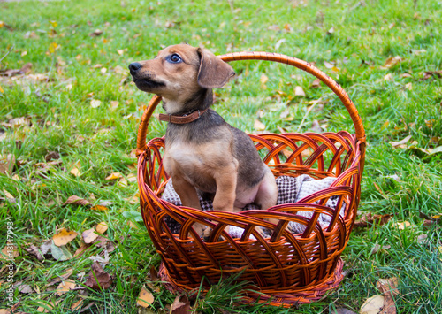 Little puppy in a basket