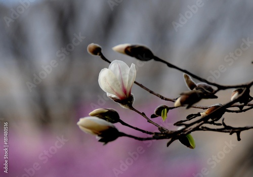 Fist Flower photo