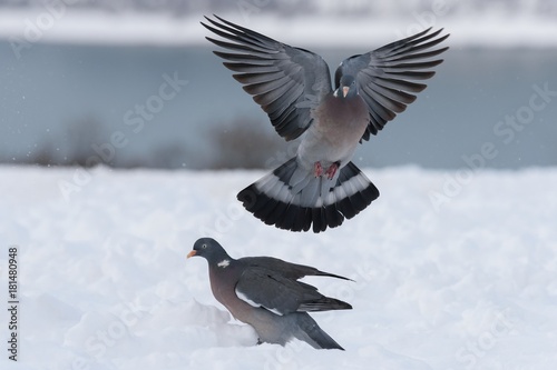 Wood pigeon fly in the winter photo