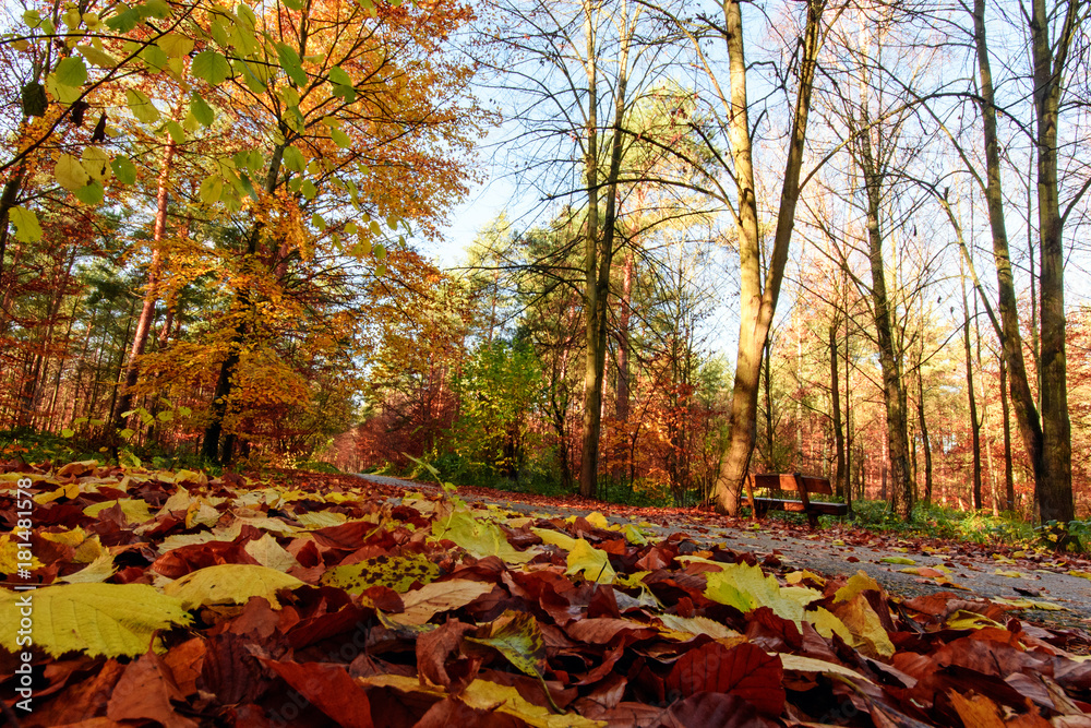 Invitation to dream, silence, relaxation, timeout, happiness: wonderful day in autumn forest :)