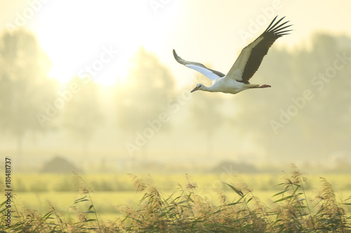 Stork Ciconia ciconia in flight landing on farmland on sunset