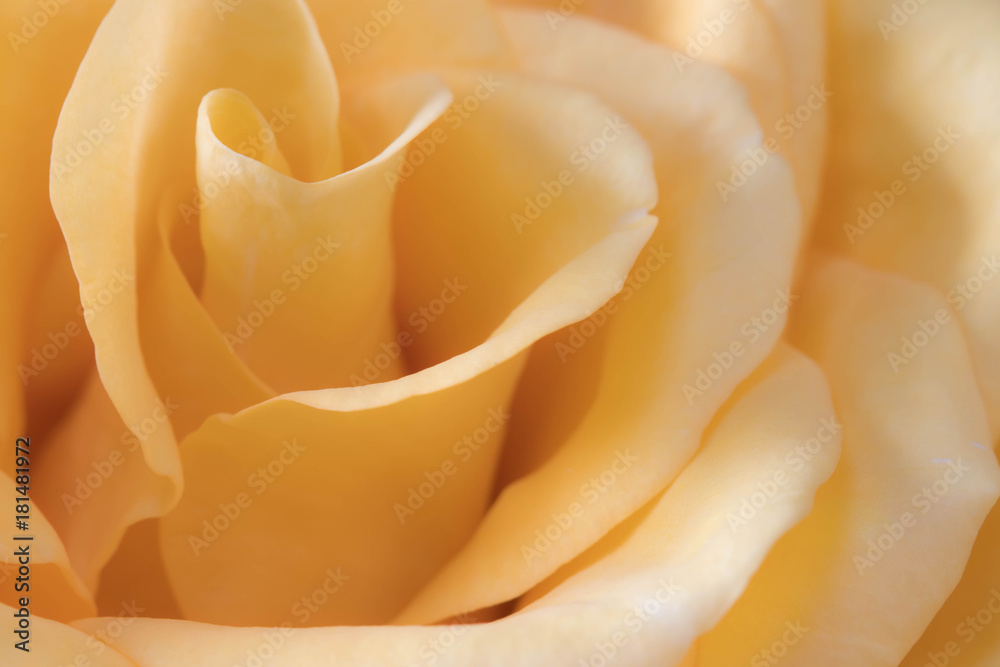 Beautiful yellow rose , macro with soft focus Beautiful yellow rose , macro with soft focus