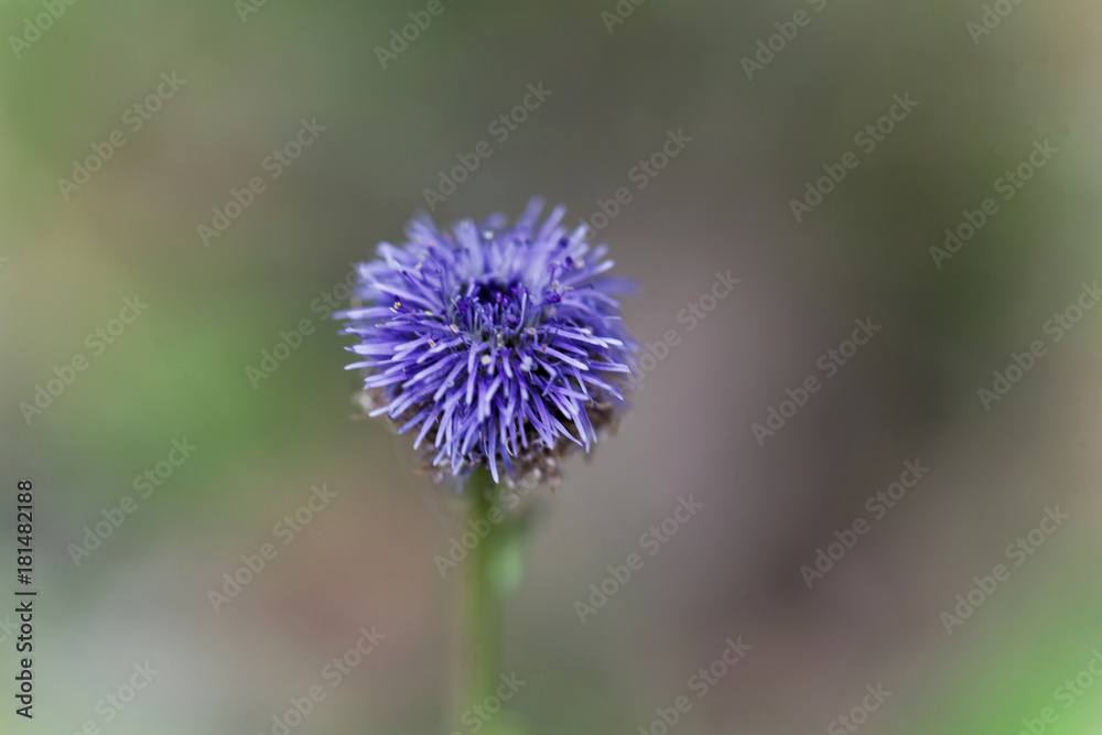 Macro photo of a Jasione heldreichii flower Macro photo of a Jasione heldreichii flower