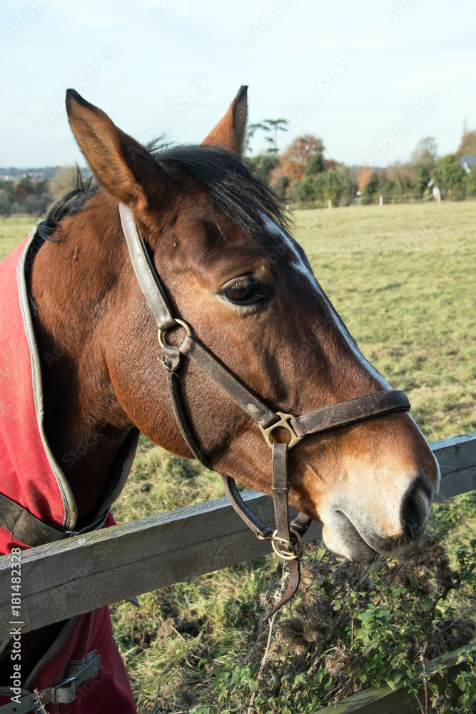 Close up horses head