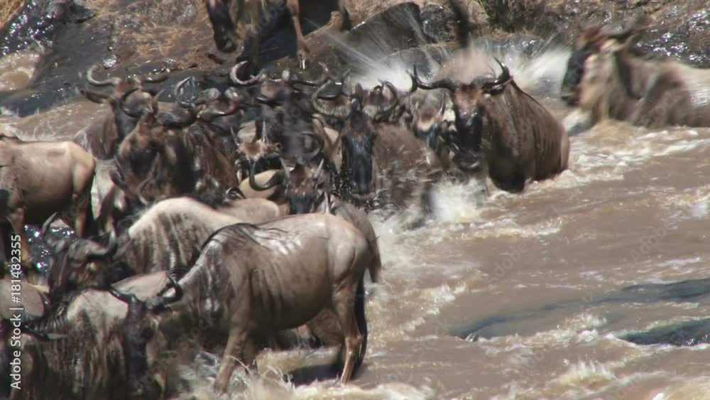 close up of wildebeests using a safe crossing point in mara river. close up of wildebeests using a safe crossing point in mara river.
