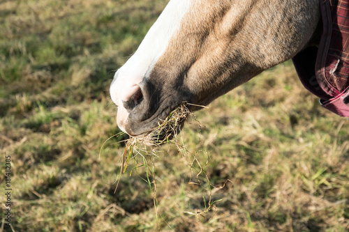 Close view horse with mouth full of grass © Howard