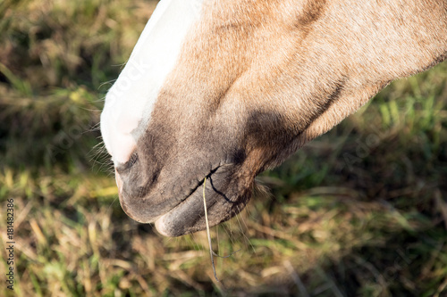 Close view horse head with strand of grass hanging from mouth