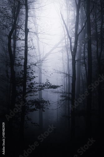 dark fantasy forest at night