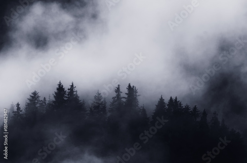 dark landscape trees and mountains in fog