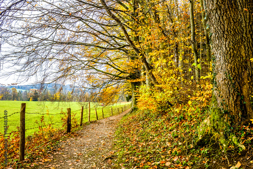 Naklejka premium footpath