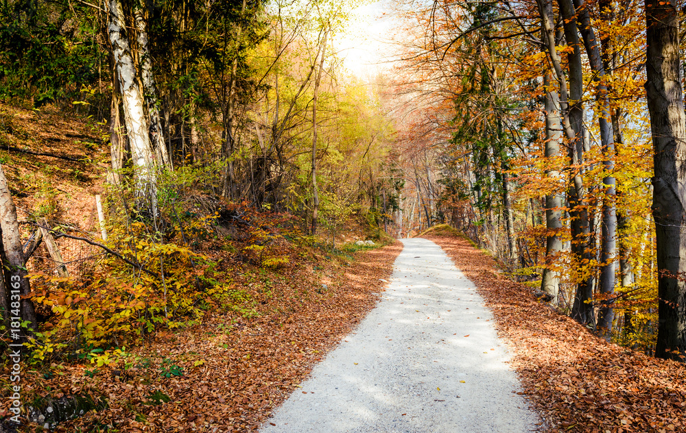 Dreamy scenic landscape of forest road across autumn orange woods.