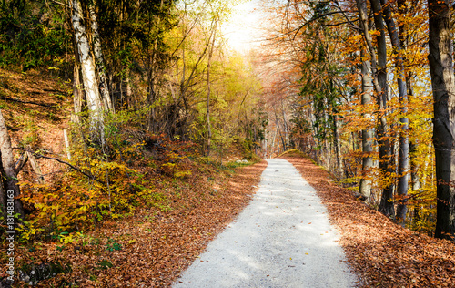Dreamy scenic landscape of forest road across autumn orange woods. © _jure