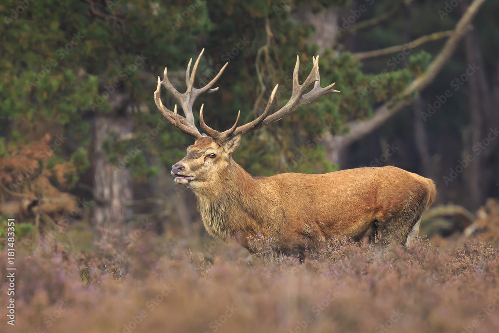 Obraz premium Red deer stag Cervus elaphus rutting in a forest during Autumn season