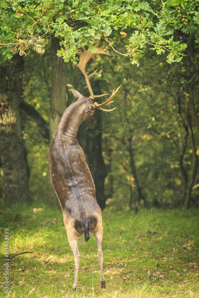 Male fallow deer Dama Dama stand up straight on hind legs. Stock Photo |  Adobe Stock