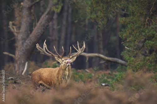 Red deer stag Cervus elaphus rutting in a forest during Autumn season