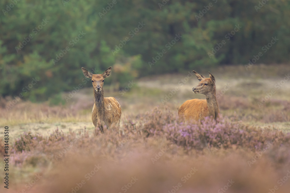 Young Fallow deer buck, Dama Dama, with small antlers walking through a dark forest during Fall season. Young Fallow deer buck, Dama Dama, with small antlers walking through a dark forest during Fall season.