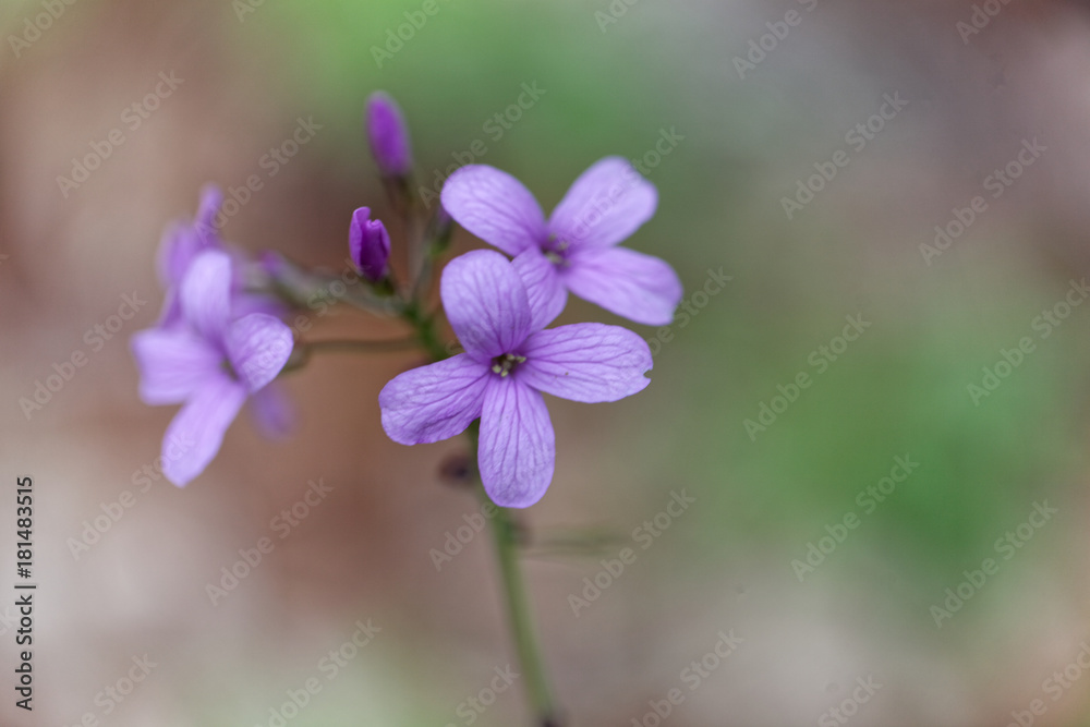 Bulbiferous coralwort (Cardamine bulbífera) Bulbiferous coralwort (Cardamine bulbífera)