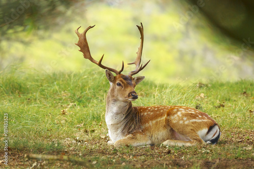 Young Fallow deer buck, Dama Dama, with small antlers walking through a dark forest during Fall season.
