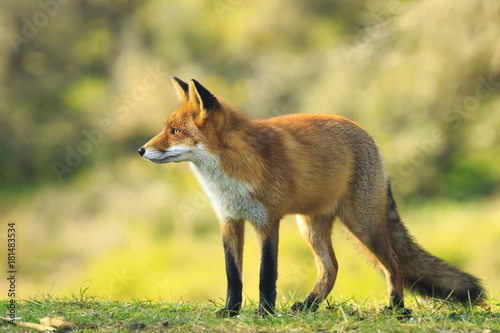 Side view of a Wild young red fox (vulpes vulpes) vixen posing in a forest