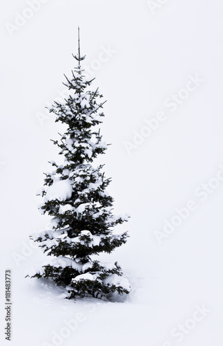 Young Christmas tree on a background of white fluffy snow. The snow lies on the fir paws.