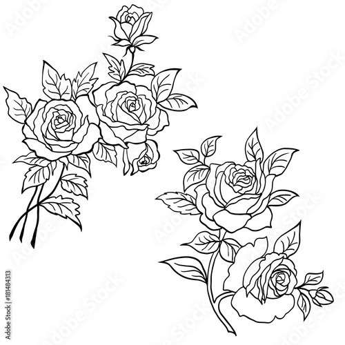 Hand drawn roses flowers vector set
