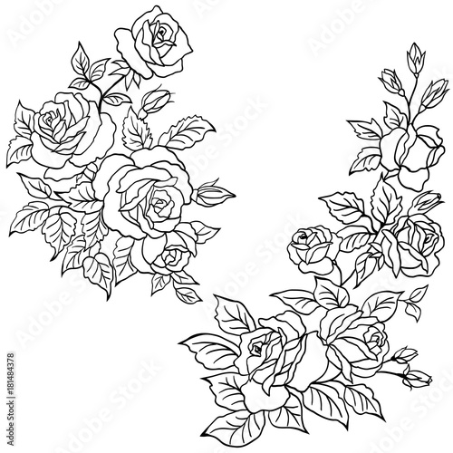 Hand drawn roses flowers vector set