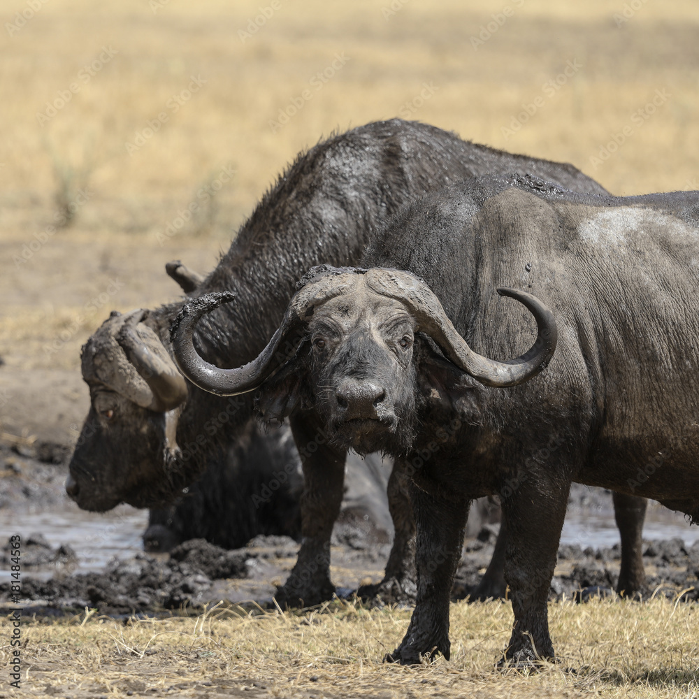 Fototapeta premium Buffalo 