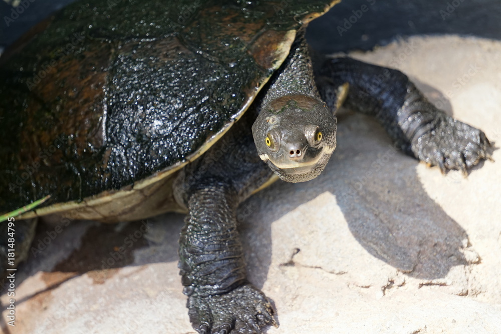 Fototapeta premium カメ