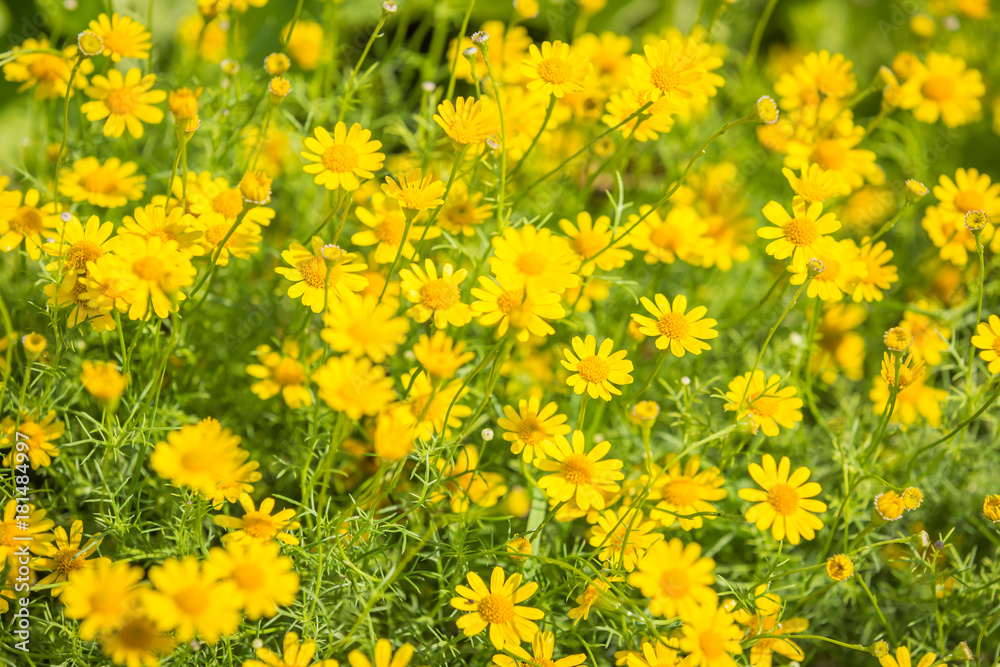 Golden yellow button flower in the nature background Golden yellow button flower in the nature background