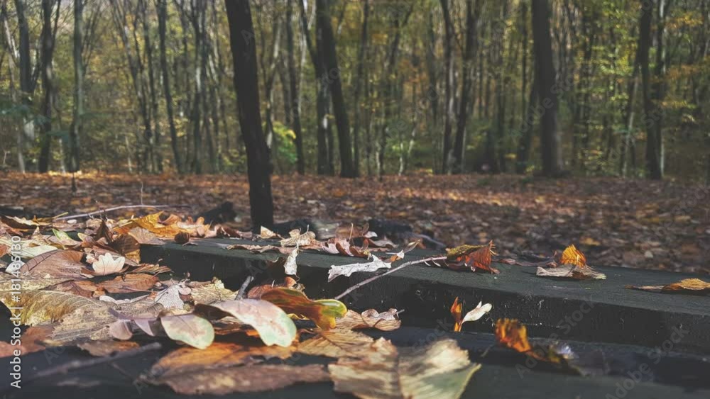 Forward panning shot of leaves on a old wooden table in a forest in autumn with the sunny day. Toned. Dynamic scene. Forward panning shot of leaves on a old wooden table in a forest in autumn with the sunny day. Toned. Dynamic scene.