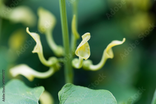 European Birthwort  Aristolochia clematitis 