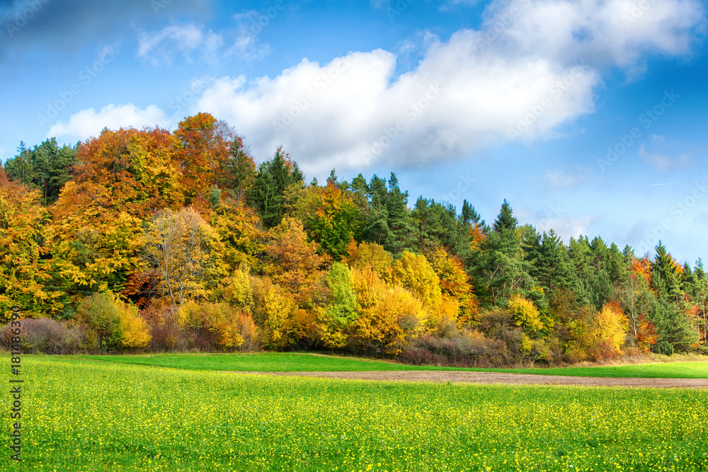 beautiful colorful forest and field in the fall