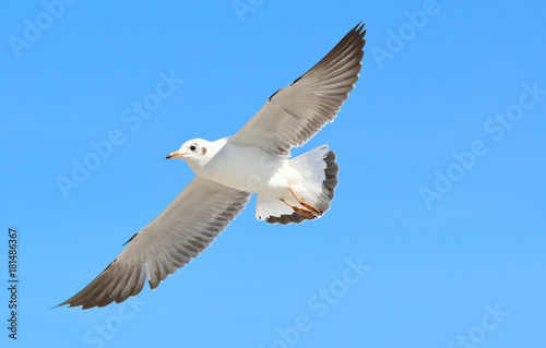 seagull flying in the blue sky