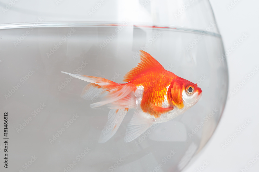 Obraz premium poisson rouge dans un bocal