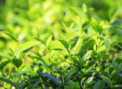 fragrant green juicy leaves of tea growing on the mountain Sunny slope