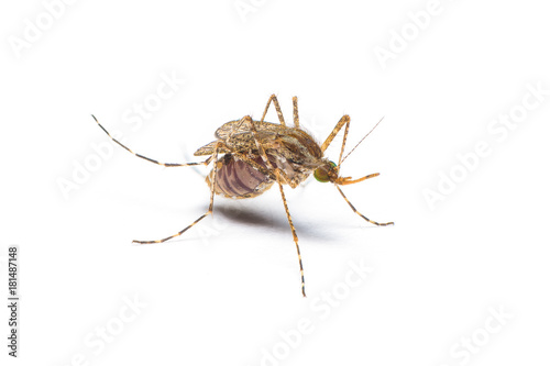The female mosquito feed on animal blood in the belly isolated on white background