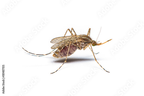 The female mosquito feed on animal blood in the belly isolated on white background