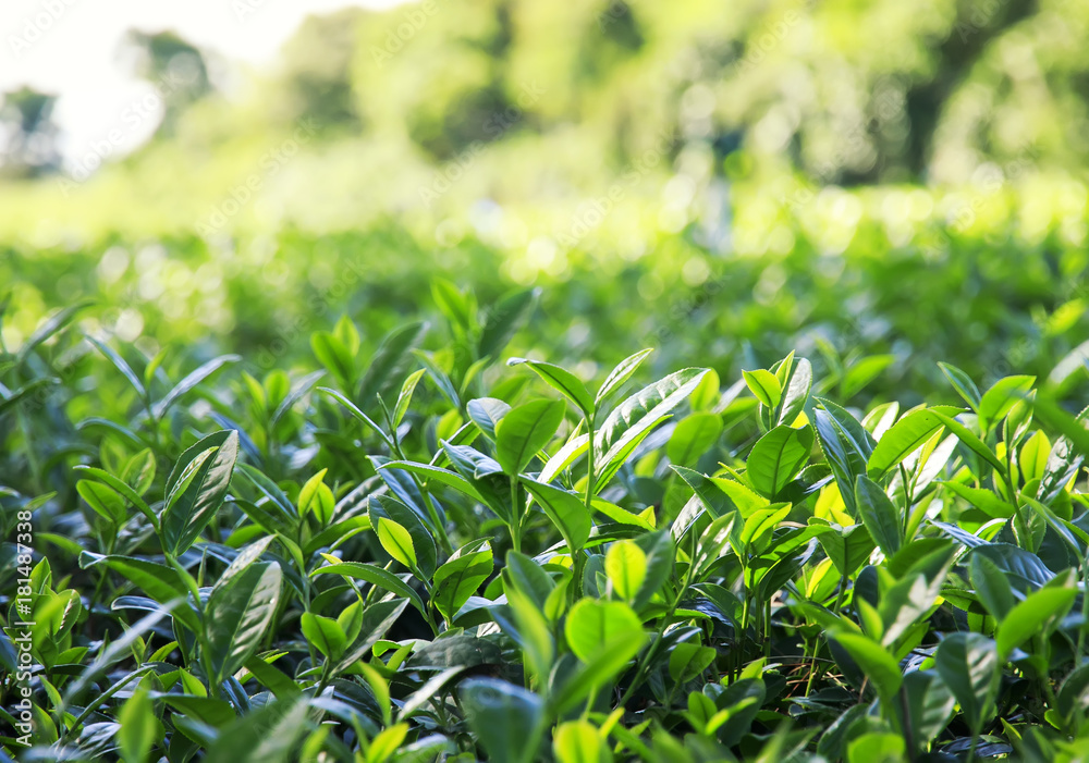 mining and plantation fresh green tea leaves growing in the sun mining and plantation fresh green tea leaves growing in the sun