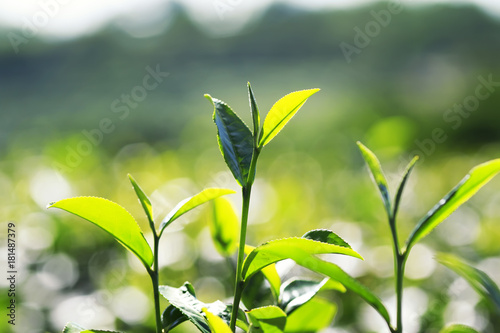 juicy green tea leaves grow on the mountain Sunny slope
