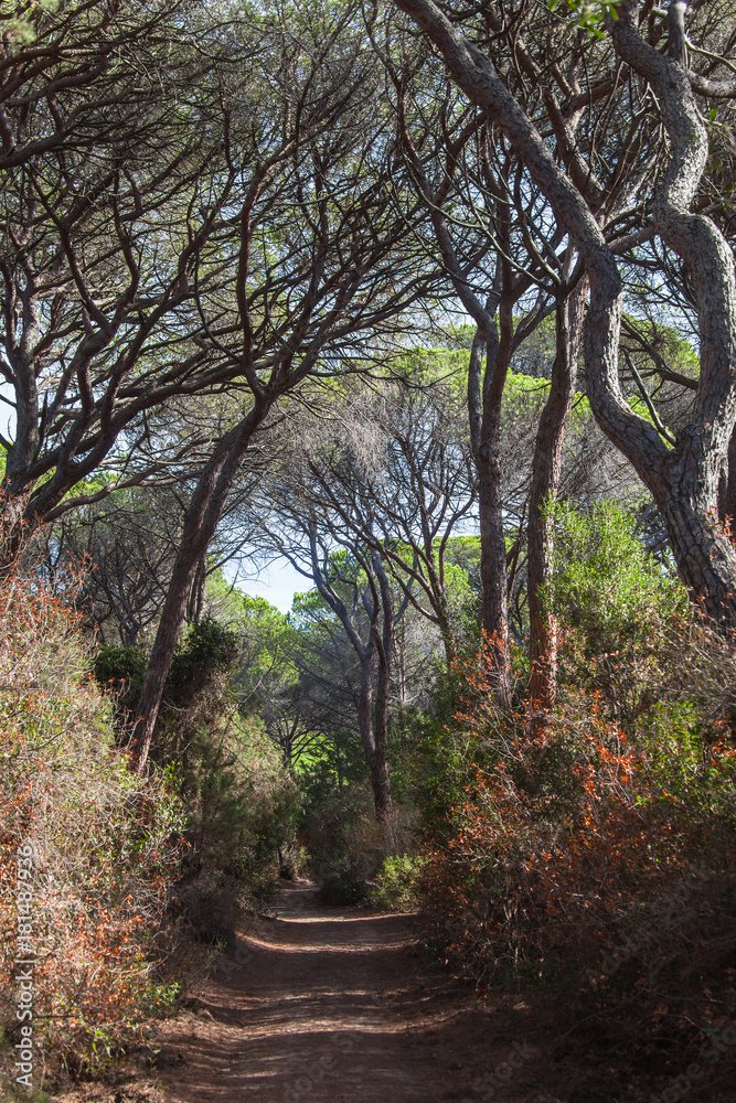 Fototapeta premium The country road through a pine forest in the tuscan region Maremma in sunny day, Italy