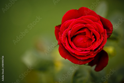 Single red rose