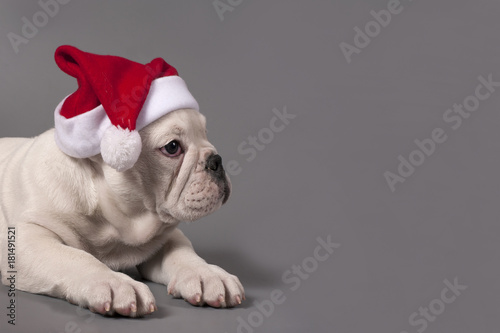 Fototapeta Naklejka Na Ścianę i Meble -  Christmas puppy