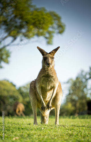 Kangaroo in the grass