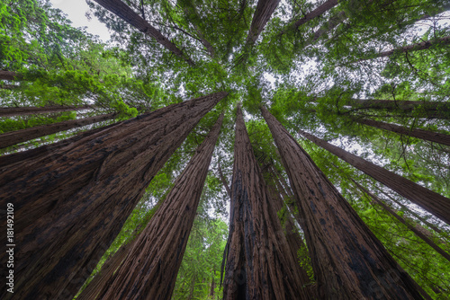 View from underneath a canopy of redwood trees at Muir Woods