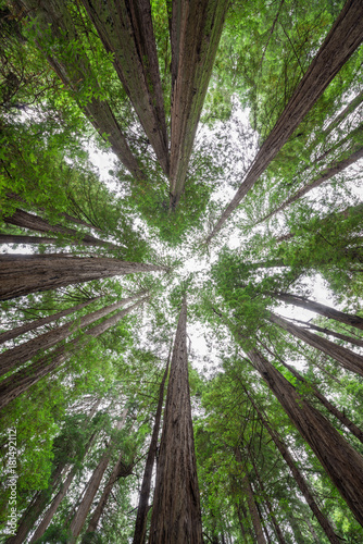 Look up from underneath tall Redwood Trees at Muir Woods National Monument