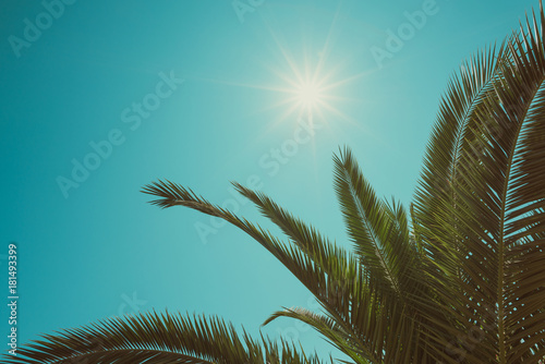 Vintage toned palm tree leaf border composition with shining sun and copy space