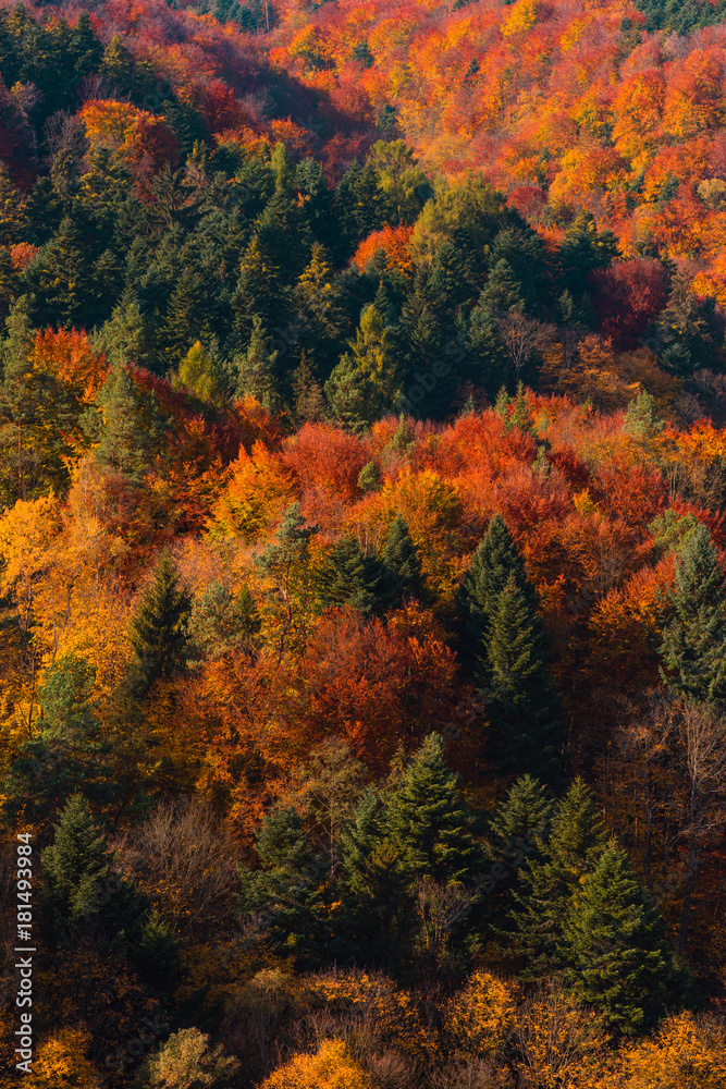 Vivid autumn forest on hill background