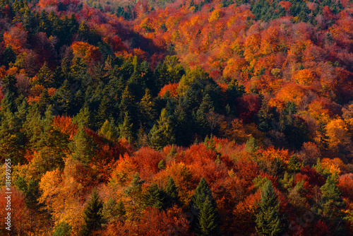 Colorful autumn forest on hills