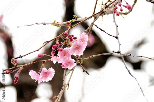 Cherry blossoms and flowers